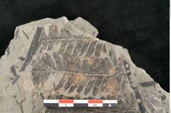 Foto (Detailansicht) von Asplenium hochstetteri Unger (NHMW-GEO-2024-0188-10337)